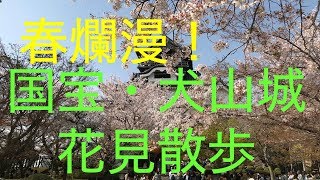 【桜】桜満開の犬山城に行ってきた！