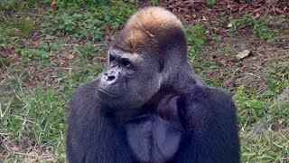 ハオコが金髪のように見える？【上野動物園, ゴリラ】