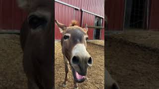 This donkey has something to say!!