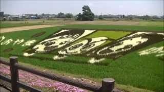 田んぼアート Rice field Art @ oyama \u0026 yuuki city friendship joint venture