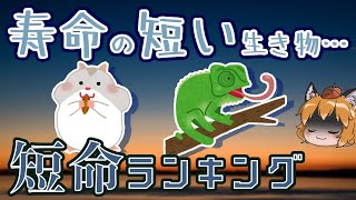 【ゆっくり解説】寿命が短い…短命な生き物ランキング10選