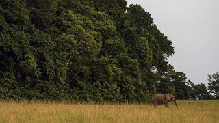 Comment le Gabon protège sa forêt tropicale, puits de carbone mondial