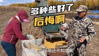 1604 东北秋收正式开始，全家忙碌的热火朝天，二条却叨咕着后悔啥呢？