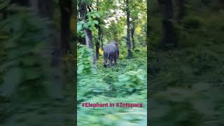 Elephant crossing the road in totopara jangal