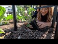 Planting A Bunch of Tomatoes, Peppers & Basil in Raised Beds/ Row Crops! 🍅🫑🌶️ // Garden Answer