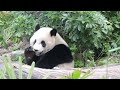 20150215 圓仔玩得正開心 突追彪爸要點心 giant panda yuan zai