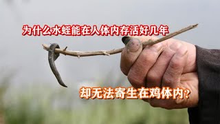 为什么水蛭能在人体内存活好几年，却无法寄生在鸡体内？