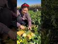 Natural landscape radish garden and cutting skills eating so fresh #reels #radish #yummy #2024