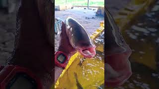 Rohu Fish 🐟😱 Biggest fish cutting 🔥😱#fishing #fish#shorts