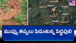 ముప్పు తిప్పలు పెడుతున్న పెద్ద పులి || Kakinada Tiger Fear - TV9