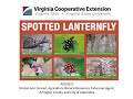 Spotted lanternfly