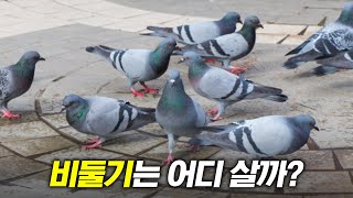 얘들 집은 대체 어딜까?