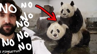 What you DIDN'T want to know about panda - \