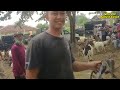 belanja kambing murah cuma di pasar kambing adi jaya lampung tengah