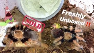 Unboxing a very similar TARANTULA that I HAD and SOLD OFF !!! (with pliers lol)