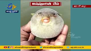 Rare Fish Found | Vasalatippa | A rare fish with a human face shape