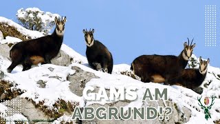 Gamsjagd in Oberösterreich - Steht der Gams am Abgrund? | OÖ JagdTV