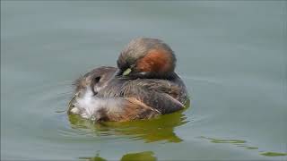 小鷿鷈理毛  Little Grebe  カイツブリ 21MAR, 2019