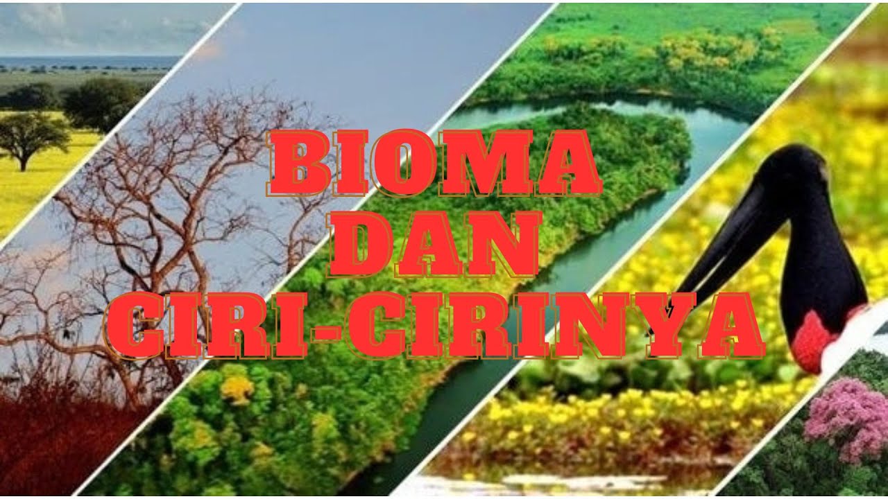 Macam Macam Bioma Beserta Ciri Cirinya - YouTube