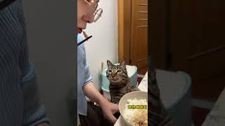 阿豹讨饭时的眼神好专注啊 # 狸花猫 # 小馋猫 # 吃货猫 # 小馋猫 # 吃货猫# 万物可爱计划# 讨饭猫 # 狸花猫#搞笑 #猫咪 #喵星人 ＃shorts #宠物 #搞笑