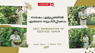 നാരകം എളുപ്പത്തിൽ എങ്ങനെനട്ടുപിടിപ്പിക്കാം  Easy Propagation Of Seedless Lemon