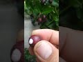 Buah langka yang bisa untuk menulis  - buah renda #fruit