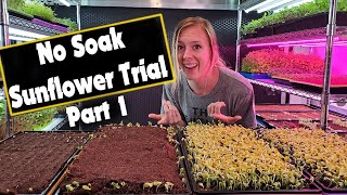 Sunflower Microgreen - No Soak Germination (Part 1)