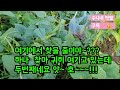 두번째 토종상리단호박을 찾아서~~~ 토종단호박 토종상리단호박 단호박