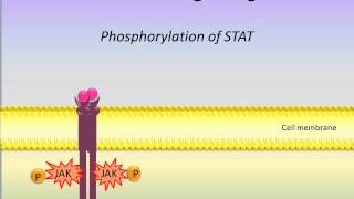 JAK STAT Signaling Pathway