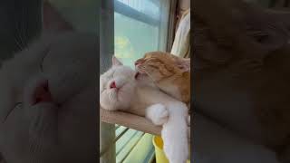 幸せな猫カップルの世界#cutest world of cat couple #癒されるねこたち暮らし動画#cutest cat happy family videos