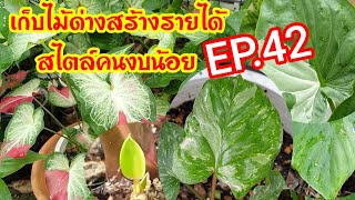 เก็บไม้ด่างสร้างรายได้สไตล์คนงบน้อยEP.42