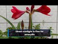 Quick Guide To Using Amaryllis Outside