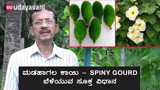 ಮಡಹಾಗಲ ಕಾಯಿ ಬೆಳೆಯುವ ಸೂಕ್ತ ವಿಧಾನ | How to grow Spiny gourd in your Home | Udayavani