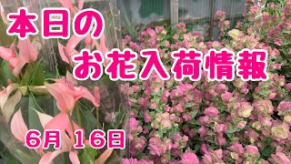 本日のお花入荷情報🌸