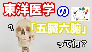 【はじめての東洋医学】＃５ 東洋医学の「五臓六腑」って何？良く聞くけど意外と知らない？【ざっくり】