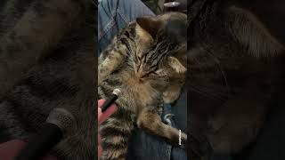 Cat politely asks mom to stop recording 🥺 #shorts