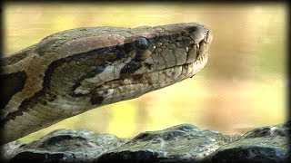 Alligator Attacks Python 02 Time Lapse