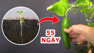 55 Ngày Trong 3 Phút -Xem Quá Trình Phát Triển Của Dưa Leo Từ Hạt Đến Khi Ra Trái