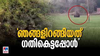 പാലക്കാട് വാളയാറില്‍ യുവാവിനെ കാട്ടാന ചവിട്ടി; കാലിനും അരയ്ക്കും പരുക്ക് | Palakkad