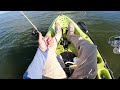 epic surprise catch on this dead mangrove multi species inshore fishing sebastian florida