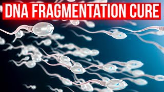 Does Zymot for sperm DNA fragmentation improve IVF success?