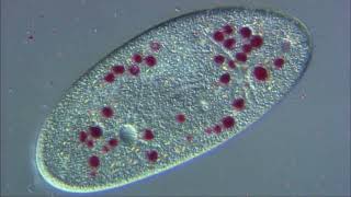 HIGH DEFINITION VIDEO　IMAGE OF PROTOZOA（HD）