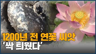 1200년 전 연꽃 씨앗 '싹 틔웠다'