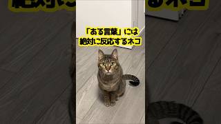 猫のお返事が可愛すぎる。 #鳴き声  #shorts #cat #猫のいる暮らし #保護猫 #meow #kitten #あめちゃん