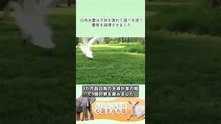 白鳥夫妻は子供を連れて通りを渡り警察を崩壊させました