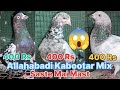 🥰 400 Rs Allhahabadi Kabootar Sale || अच्छे उड़ने वाले कबूतर || Saste Mai Mast 🤩👌🕊️👍😍