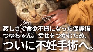 【保護猫】食欲不振を乗り越えたつゆちゃん、不妊手術の日。