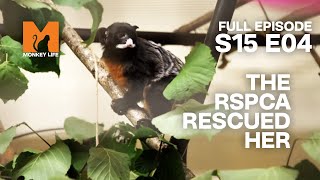 RSPCA Savior | Season 15 Episode 4 |  Episode | Monkey Life