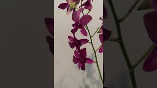 Dendrobium orchid purple beauty 秋石斛好美！💕❤️💜💕