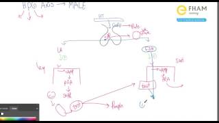 Hypothalamo-Pituitary Gonadal (HPG) Axis in Males